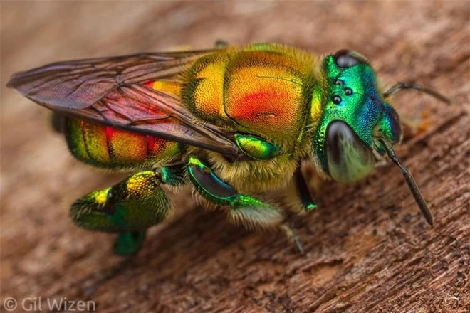 Ong phong lan, loài vật màu mè nhất trong thế giới côn trùng nhưng lại không biết làm mật - Ảnh 3.