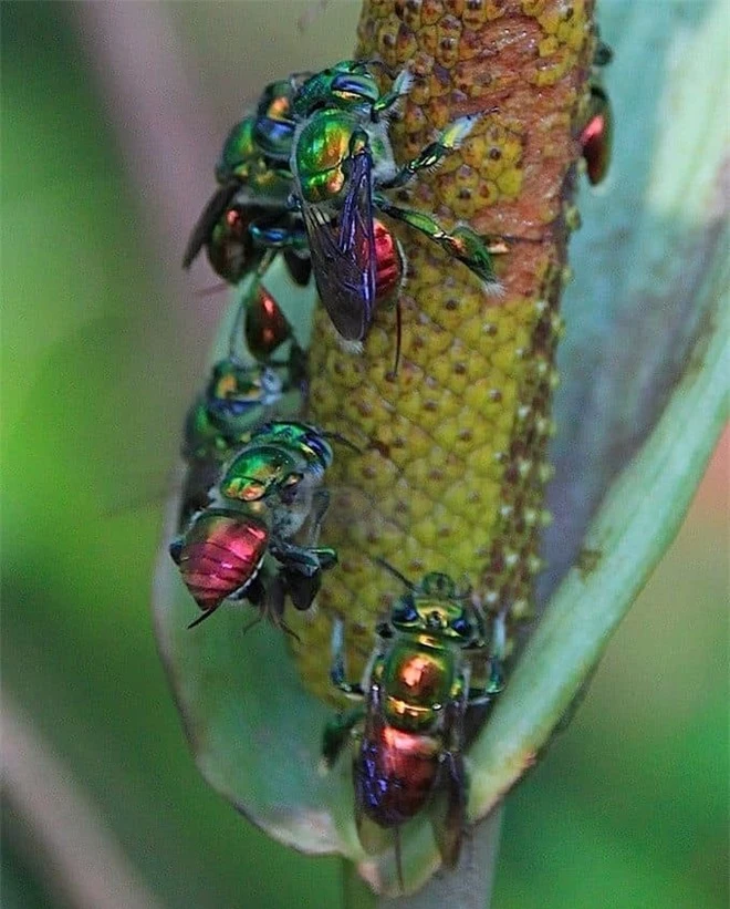 Ong phong lan, loài vật màu mè nhất trong thế giới côn trùng nhưng lại không biết làm mật - Ảnh 4.