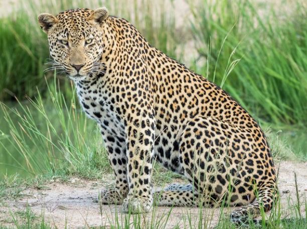 Clip: Báo hoa mai ngậm ngùi rút lui khi nhìn thấy nhà vua tại bữa đại tiệc buffet