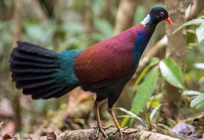 Loài bồ câu đã tuyệt chủng từ 140 năm trước bỗng xuất hiện trở lại khiến các nhà khoa học ngỡ ngàng