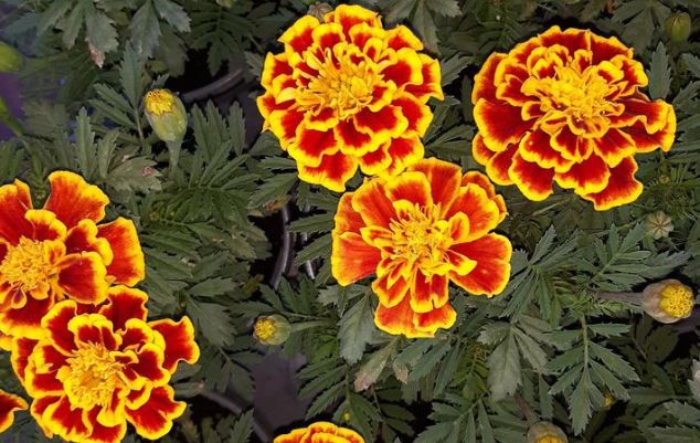 11 loại cây cảnh bạn nên trồng để vừa làm đẹp nhà vừa đuổi muỗi, côn trùng hiệu quả