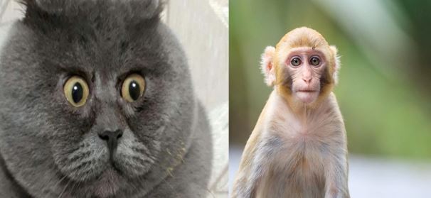 Thần Tài ban đầu gửi đến sự giàu có và sự giàu có đạt đến đỉnh điểm vào tháng 5 cho những con giáp