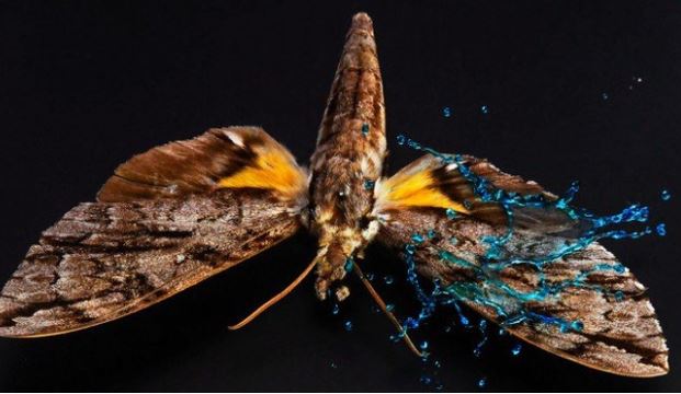 Côn trùng dính mưa cũng giống con người "ăn" nguyên quả bóng bowling vào mặt, nhưng tại sao chúng không chết? Bí mật cuối cùng đã được giải