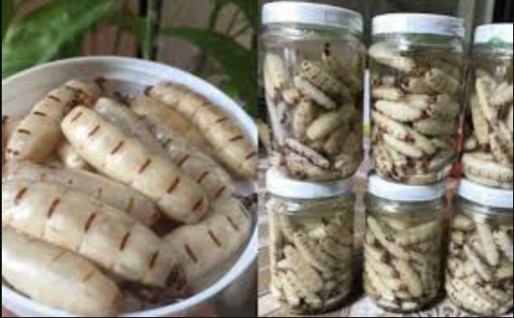 Loại côn trùng chỉ nhìn đã rùng mình lại được coi là "đông trùng hạ thảo", bà nội trợ sẵn sàng chi tiền triệu mua về tẩm bổ cho chồng