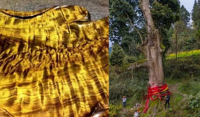 Loại gỗ vô cùng đắt đỏ và quý giá, sản lượng thấp hơn cả vàng, có cây trị giá hơn 800 tỷ
