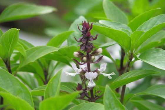 C&#xE2;y h&#xFA;ng qu&#x1EBF;: Nh&#x1EEF;ng b&#x1EA5;t l&#x1EE3;i kh&#xF3; ng&#x1EDD; n&#x1EBF;u &#x103;n nhi&#x1EC1;u