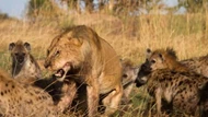 Clip: Trận hỗn chiến giữa hai đối thủ không đội trời chung, sư tử và linh cẩu