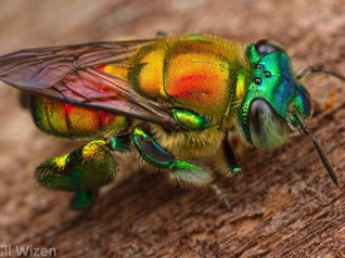 Ong phong lan, loài vật "màu mè" nhất trong thế giới côn trùng nhưng lại không biết làm mật