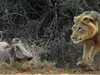 Clip: Lén lút rình tấn công, sư tử gặp phải "vận động viên điền kinh" lợn rừng