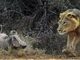 Clip: Lén lút rình tấn công, sư tử gặp phải "vận động viên điền kinh" lợn rừng