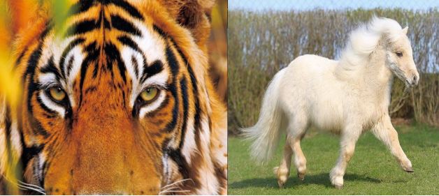 Tháng 5 thuận buồm xuôi gió, Thần Tài đặc biệt ưu ái những người bạn thuộc 3 con giáp này