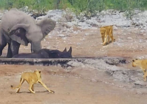 Clip: Đàn voi rừng nghĩa hiệp quyết tâm giải cứu chú tê giác bị mắc kẹt khỏi "nanh vuốt" bầy sư tử đói