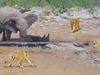 Clip: Đàn voi rừng nghĩa hiệp quyết tâm giải cứu chú tê giác bị mắc kẹt khỏi "nanh vuốt" bầy sư tử đói