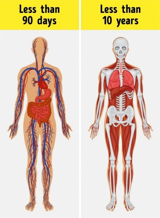 8 điều kỳ diệu vẫn đang diễn ra trong cơ thể chúng ta mỗi ngày mà bạn không hay biết 0