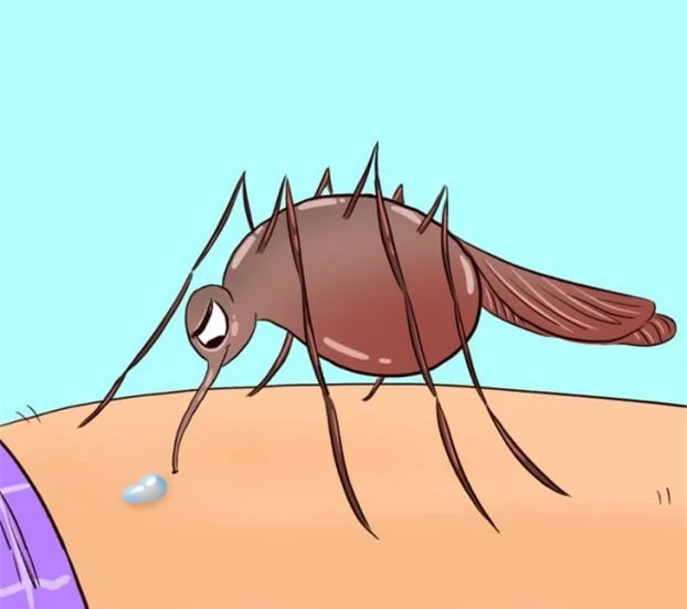 Điều gì xảy ra với cơ thể chúng ta khi bị muỗi đốt? 1