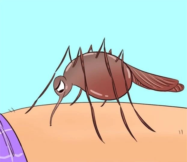 Điều gì xảy ra với cơ thể chúng ta khi bị muỗi đốt? 2