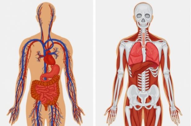 8 điều kỳ diệu vẫn đang diễn ra trong cơ thể chúng ta mỗi ngày mà bạn không hay biết