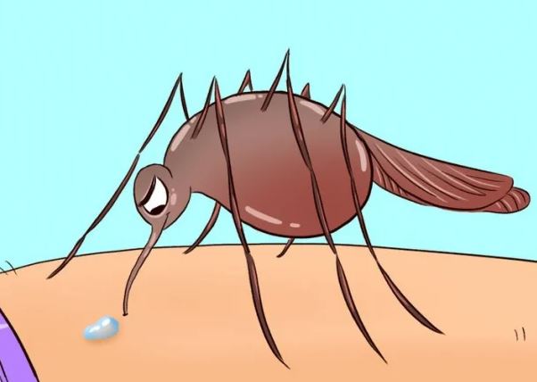 Điều gì xảy ra với cơ thể chúng ta khi bị muỗi đốt?