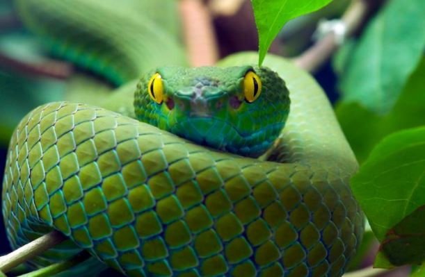 20 loài động vật đã tồn tại trên Trái Đất lâu hơn con người