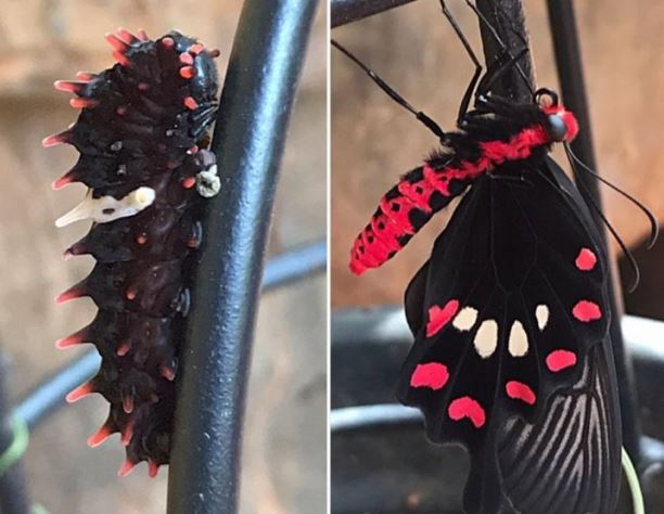 17 cảnh tượng hiếm gặp chứng minh thế giới còn vô vàn điều thú vị bạn chưa biết