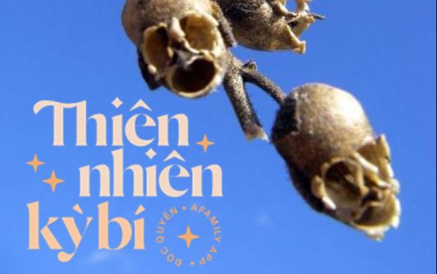 Những loài thực vật có hình dạng giống bộ phận cơ thể người, có loài gắn với truyền thuyết "nhân quả" cho người đàn ông bội bạc