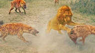 Clip: Vua sư tử đơn độc "vùng vẫy" giữa vòng vây của đàn linh cẩu đói khát