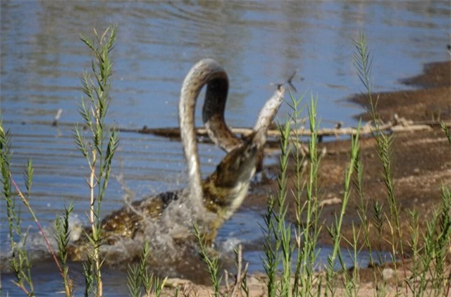 Cá sấu được biết đến là thợ săn điêu luyện dưới mặt nước nhờ khả năng rình rập và sức mạnh kinh hồn của chúng.
