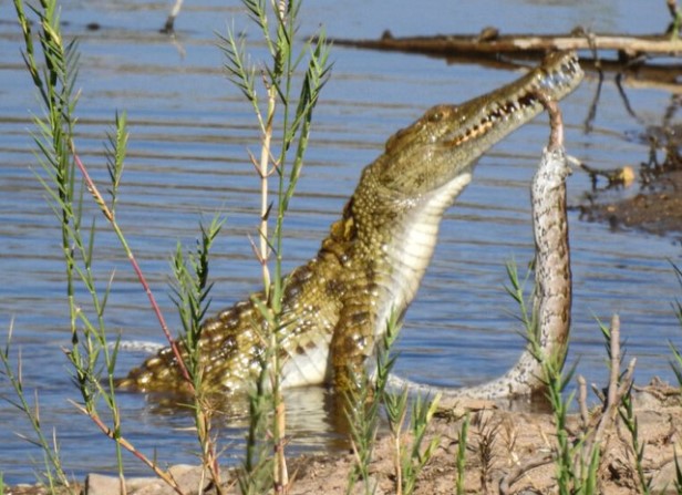 Cá sấu hung tợn "làm gỏi" trăn đá châu Phi