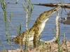 Cá sấu hung tợn "làm gỏi" trăn đá châu Phi