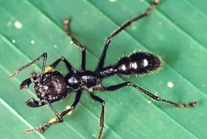 Loài kiến ​​độc nhất thế giới, ai bị cắn thì có cảm giác như bị đạn bắn!