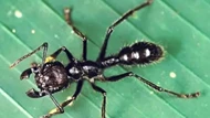 Loài kiến ​​độc nhất thế giới, ai bị cắn thì có cảm giác như bị đạn bắn!