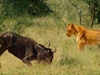 Clip: Hành động kỳ cục của linh dương đầu bò khiến sư tử phải "hoài nghi nhân sinh"