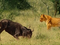 Clip: Hành động kỳ cục của linh dương đầu bò khiến sư tử phải "hoài nghi nhân sinh"