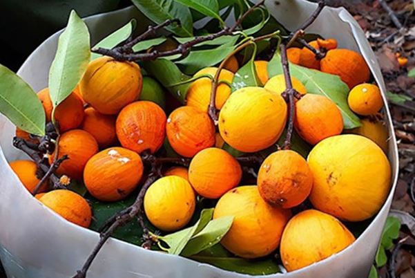 Loại quả xưa có đầy không ai bán, giờ thành đặc sản được dân thành phố "ưa chuộng", 150.000 đồng/kg