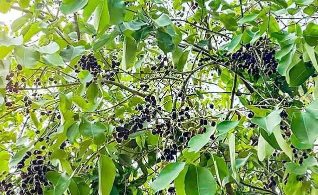 Loại quả xưa không ai ngó ngàng, giờ thành đặc sản mùa hè, bao người thích mê vì lạ lẫm