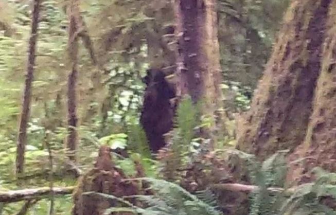Đi cắm trại, người đàn ông vô tình chụp được ảnh quái vật Bigfoot mà không hề hay biết