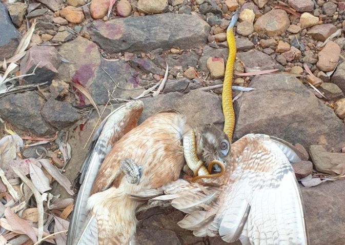 Bị chim ưng tấn công, rắn cây xanh 'lội ngược dòng' ngoạn mục khiến 'chúa tể bầu trời' sợ trợn mắt