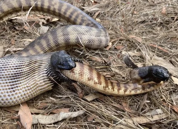 Loài trăn khổng lồ nuốt sống đồng loại