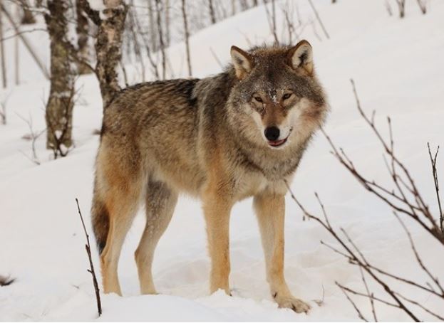 Hổ và gấu đều là loài hung dữ, tại sao sói sợ hổ mà lại không sợ gấu?