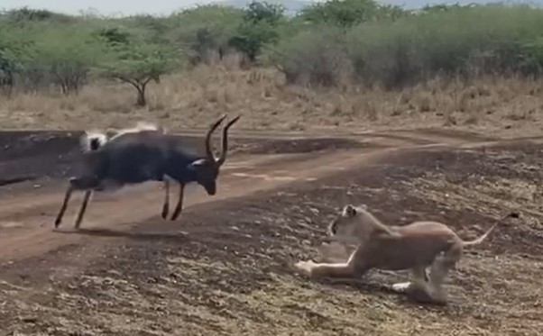 Clip: Thất bại ê chề của sư tử khi gặp phải chú linh dương quá "cứng"
