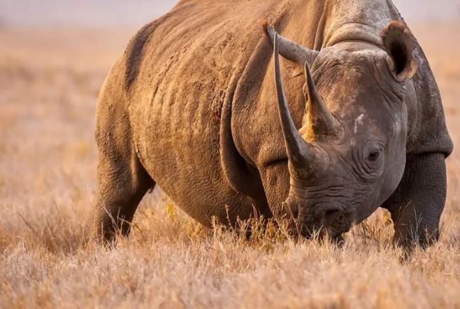 Loài tê giác hiếm nhất thế giới, sừng dài tới 1,5 mét, có thể lật nhào một chiếc ô tô!