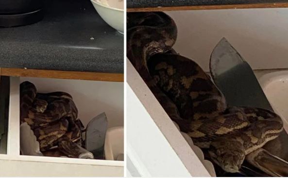 Mở ngăn kéo tủ bếp, người đàn ông giật bắn thấy trăn thảm khổng lồ nằm thù lù bên trong, vội lao ra cầu cứu vợ