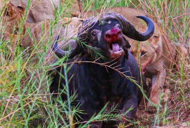 Clip: Tiếng kêu cứu thảm thiết vô tình hại chết trâu rừng