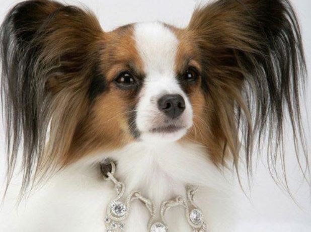 8 món đồ vô cùng xa xỉ nhưng lại lọt Top những món đồ vô dụng nhất thế giới