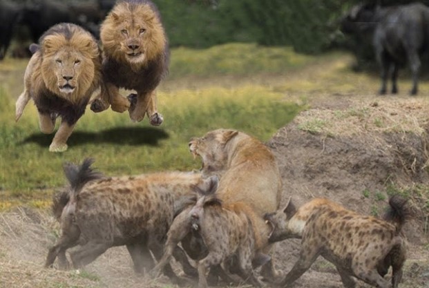 Clip: Bản lĩnh vua sư tử khiến cả đàn linh cẩu phải sợ khiếp vía