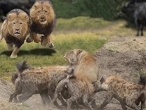 Clip: Bản lĩnh vua sư tử khiến cả đàn linh cẩu phải sợ khiếp vía