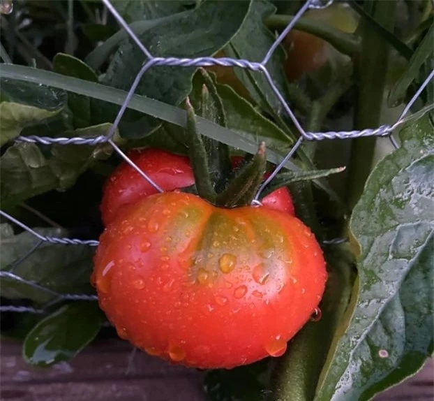   Không giới hạn nào có thể ngăn trái cà chua này lớn lên  
