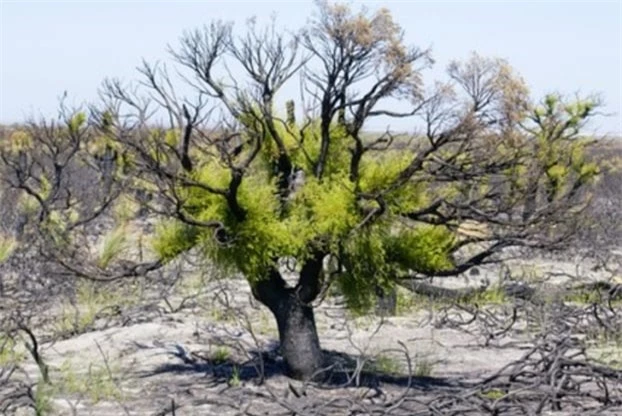   Cây xanh trỗi dậy mãnh liệt sau cháy rừng ở Australia  