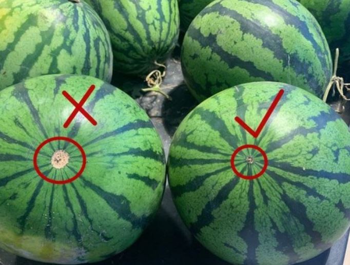 Nắng nóng đã về, chọn dưa hấu giải nhiệt nhớ chú ý điểm này, mua 10 trúng cả 10 quả ngon ngọt