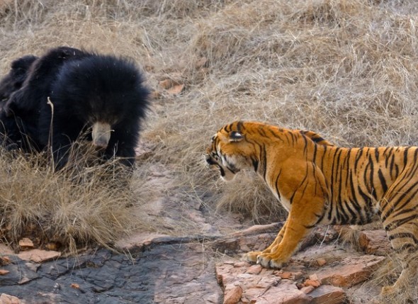 Clip: Loài gấu gây ra nhiều vụ tấn công con người nhất thế giới bị đàn hổ "giải quyết" trong chớp mắt
